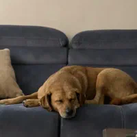 پانسیون خانگی سگ و گربه