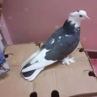 کفتر