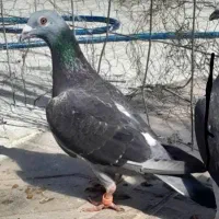 کفتر گم شده .پر قیچی