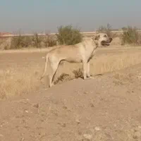 سگ نگهبان|سگ|مهربان, |دیوار