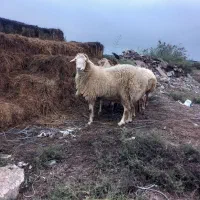 قوچ