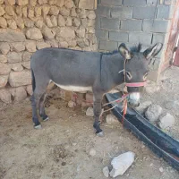 فروش الاغ