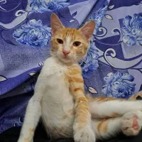 واگذاری رایگان بچه گربه ۴ ماهه|گربه|ری, ظهیرآباد|دیوار