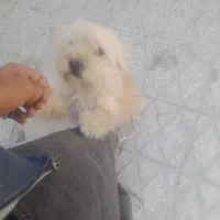 سگ پا کوتاه