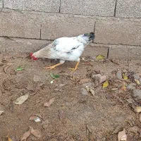 فروش مرغ و خروس شش ماهه|حیوانات مزرعه|املش, |دیوار