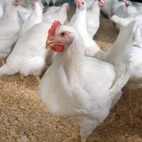 استخدام شاگرد ماهر مرغ فروشی