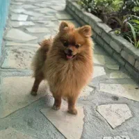 سگ پامرین و پامر اشپیتز اروم بی صدا