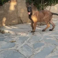 نژاد ..مالینوز