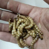 سوپر ورم، سوسک تاریکی، برگ کاتاپا