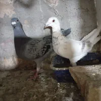 سوسکی سرخ