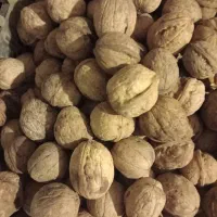 فروش گردو و سیب و سرکه سیب هفت ساله،محصول طالقان|خوردنی و آشامیدنی|تهران, چیتگر شمالی|دیوار