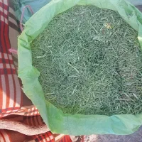 کاه خارشتر