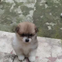 واگذاری توله پامر