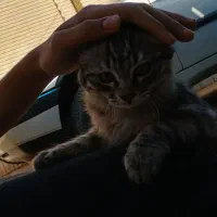 واگذاری گربه