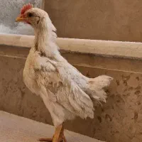 جوجه گوشتی
