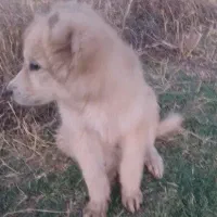 توله سگ نر