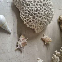 مرجان دریایی تنپ کوچک/ زیبا|ماهی|شیراز, شهرک فرزانگان|دیوار