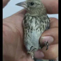 سهره