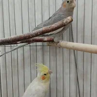 جوجه عروس هلندی دون خور