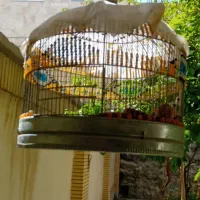 قفس|لوازم جانبی حیوانات|مشهد, کوثر|دیوار