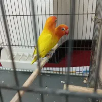 طوطی   برزیلی  جفت  اوپال نارنجی معاوضه با گرینچیک