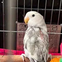 طوطی برزیلی