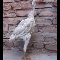 لاری|حیوانات مزرعه|اهر, |دیوار