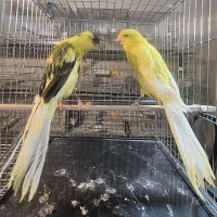 قناری رسمی بلند تعداد