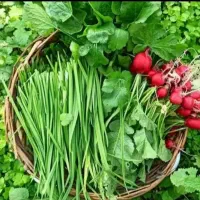 پخش سبزی عمده