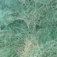 یونجه|عمده‌فروشی|تربت جام, یحیی آباد|دیوار