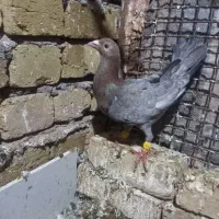 هفرنگ نر|پرنده|تاکستان, |دیوار