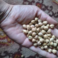 نخود آبگوشتی زود پز امساله