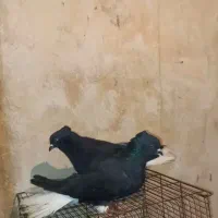 کبوتر اشعل سیاه