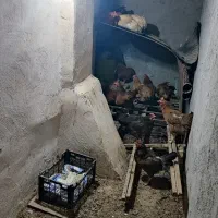تخم مرغ محلی با بهترین خوراک میکس