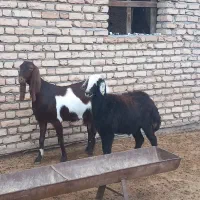 بز آبستن و چوش و بره نر ماده