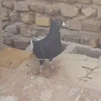 سیاه پلنگ
