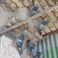 ۴عدد کبوتر آلمانی سبز وپولکی نر|پرنده|مشهد, کشف|دیوار