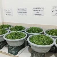 سبزی چرخ کرده خام اماده دربسته ۱کیلویی۱۰۰هزارتومان|خوردنی و آشامیدنی|بوکان, |دیوار