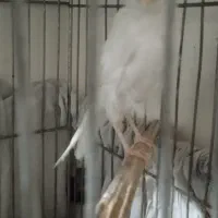 قناری ماده آماده