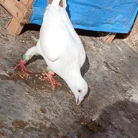 چهار تا کبوتر دیوانه  چاشنی|پرنده|مشهد, شهرک بهارستان|دیوار