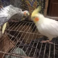 جفت طوطی مرواریدی و لوتینو دستی با قفس و وسایل|پرنده|بهبهان, |دیوار