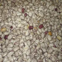 لوبیا چیتی تازه امسال خودم کاشت کردم و پاک شده|خوردنی و آشامیدنی|صومای برادوست, |دیوار