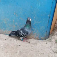 کبوتر پلاکی نر، مسابقات هم شرکت کرده|پرنده|شیروان (خراسان), |دیوار