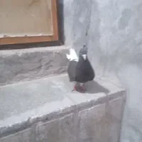 ماده چپ الماسی ماده شهری قهوایی