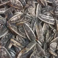 تخمه آفتابگردان