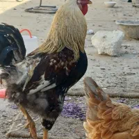 خروس|حیوانات مزرعه|مشهد, امیرآباد|دیوار