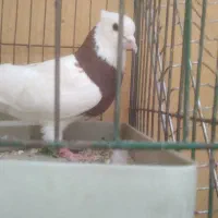 کبوتر طوقی