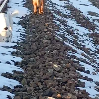 ژرمن‌شپربراخانواده‌وگذاری‌فوری‌رایگان