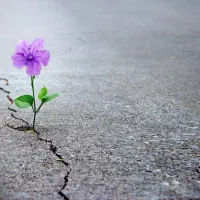 شرکت خدمات نظافتی سبزگستران