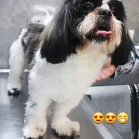 سگ شیتزو|حیوانات|اندیشه, اندیشه فاز ۱|دیوار